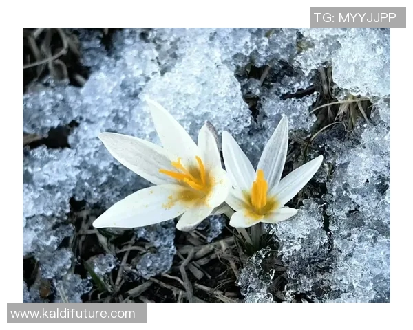 何思雨:在风雨中绽放的坚韧与希望之花 何思雨:在风雨中绽放的坚韧与希望之花
